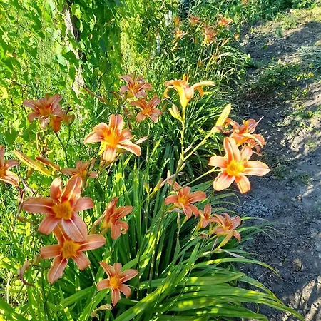 Nyugalom Sziget Vendeghaz